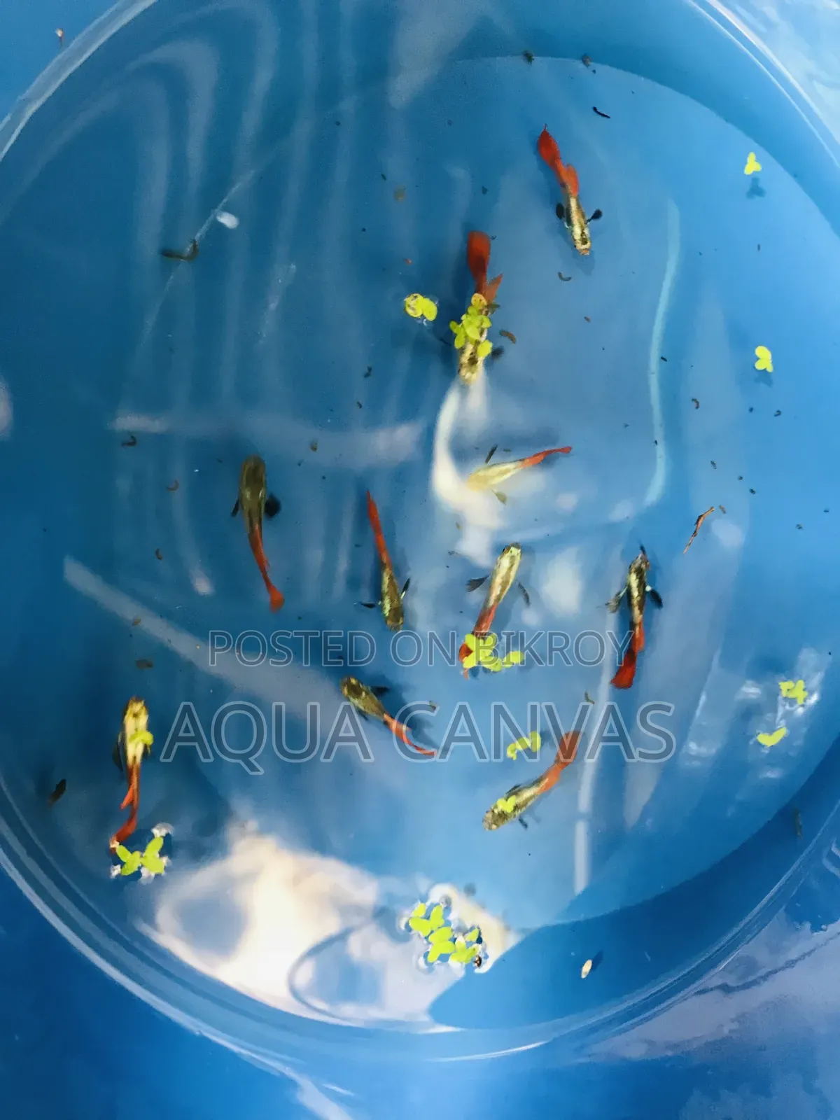 Piece Rtp fish