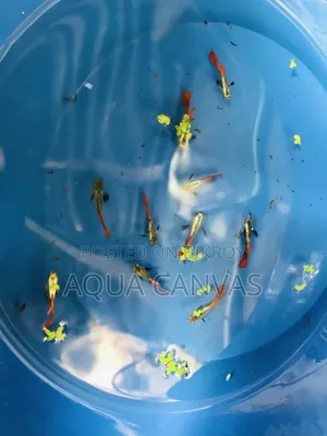 Piece Rtp fish