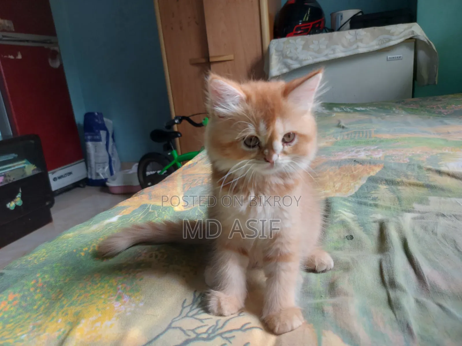 1-3 Months Female Purebred Persian