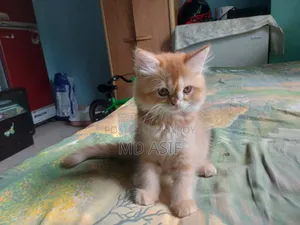 1-3 Months Female Purebred Persian