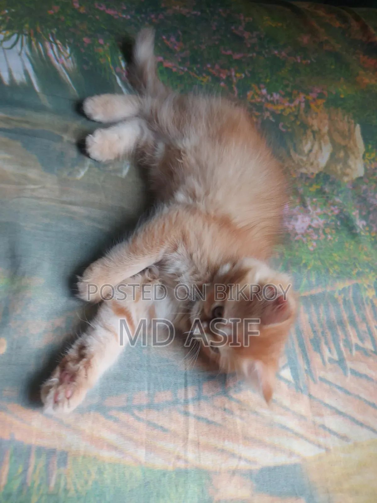 1-3 Months Female Purebred Persian