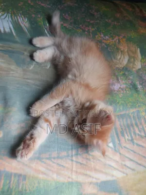 1-3 Months Female Purebred Persian