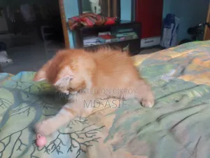 1-3 Months Female Purebred Persian