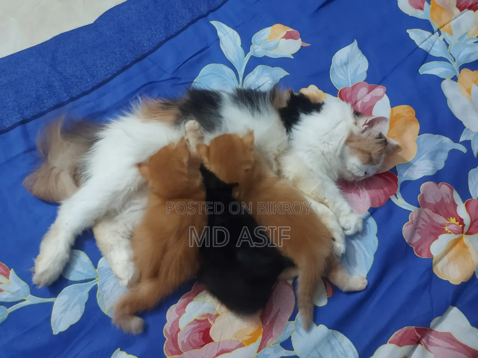 1-3 Months Female Purebred Persian
