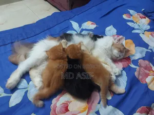 1-3 Months Female Purebred Persian
