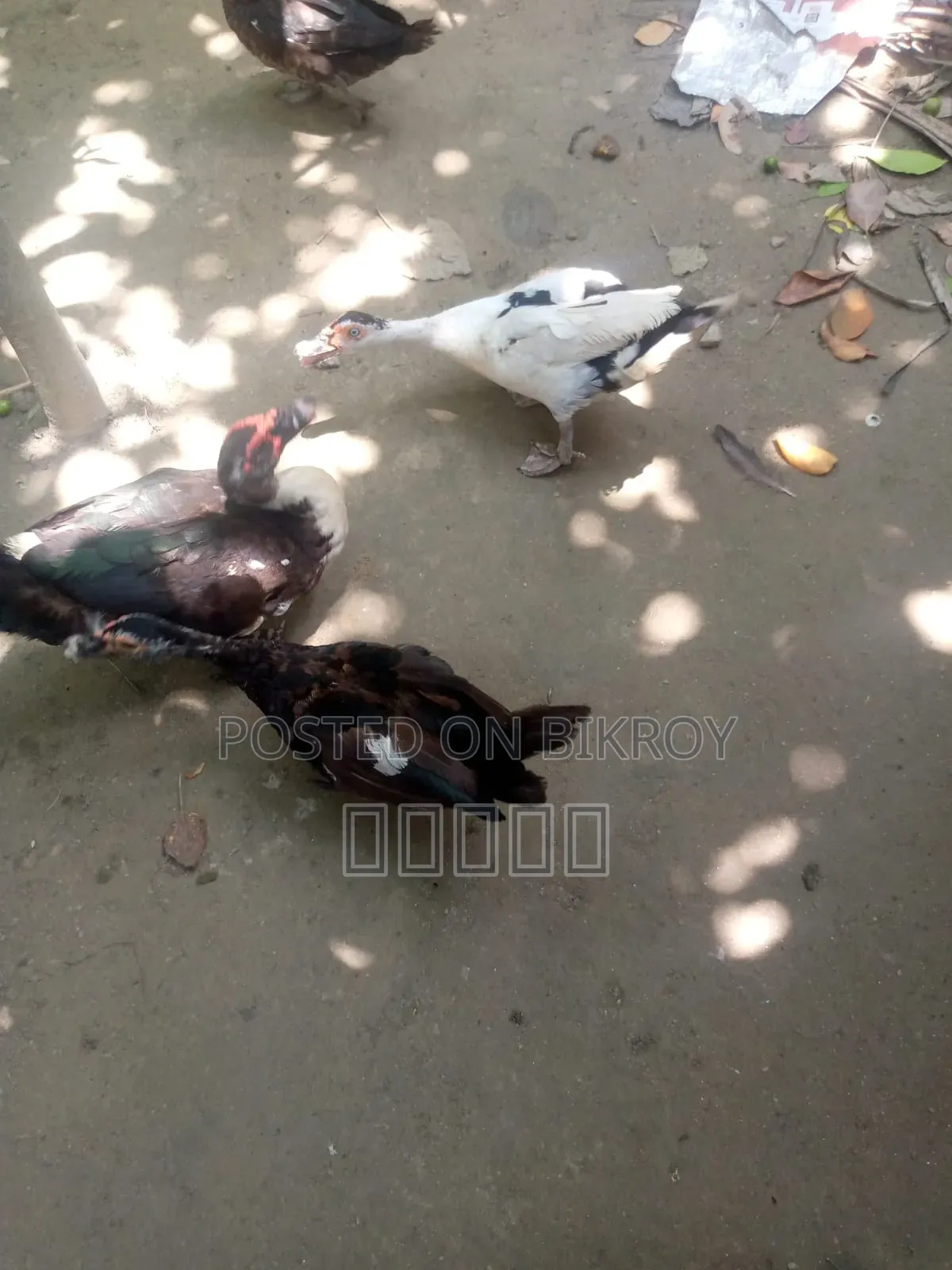 রানিং চিনা হাঁস