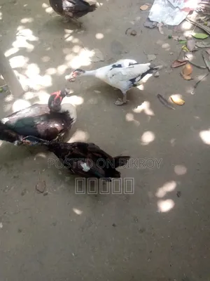 রানিং চিনা হাঁস