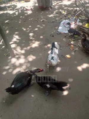 রানিং চিনা হাঁস