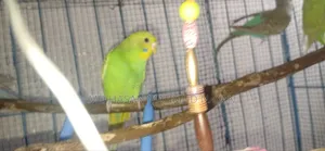 Birds for sale