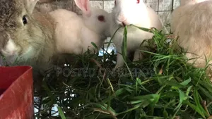 Mother rabbit for sale