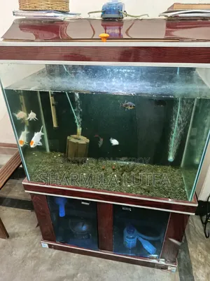 মাছের একুরিয়াম (মাছ সহ ) সেল হবে