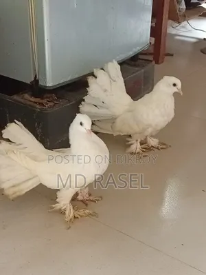 Lakha Pigeon for sale