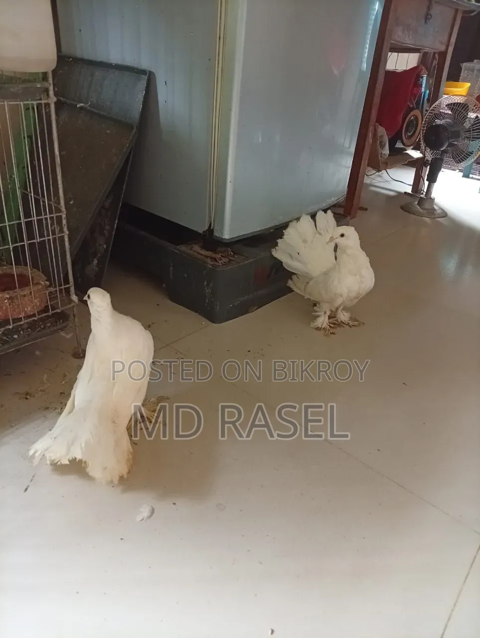 Lakha Pigeon for sale