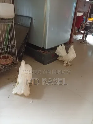 Lakha Pigeon for sale
