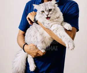 1+ Year Male Purebred Persian