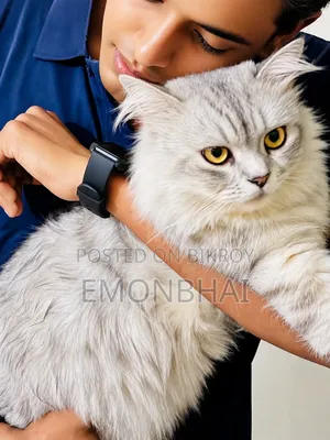 1+ Year Male Purebred Persian