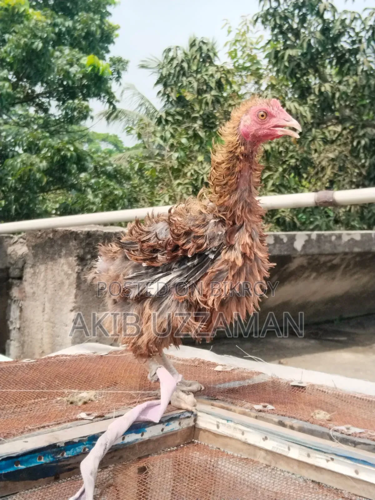 ৪ পিস সুস্থ-সবল পাহাড়ি হেজা / হিলব্যাগ মুরগি বিক্রি হবে"।