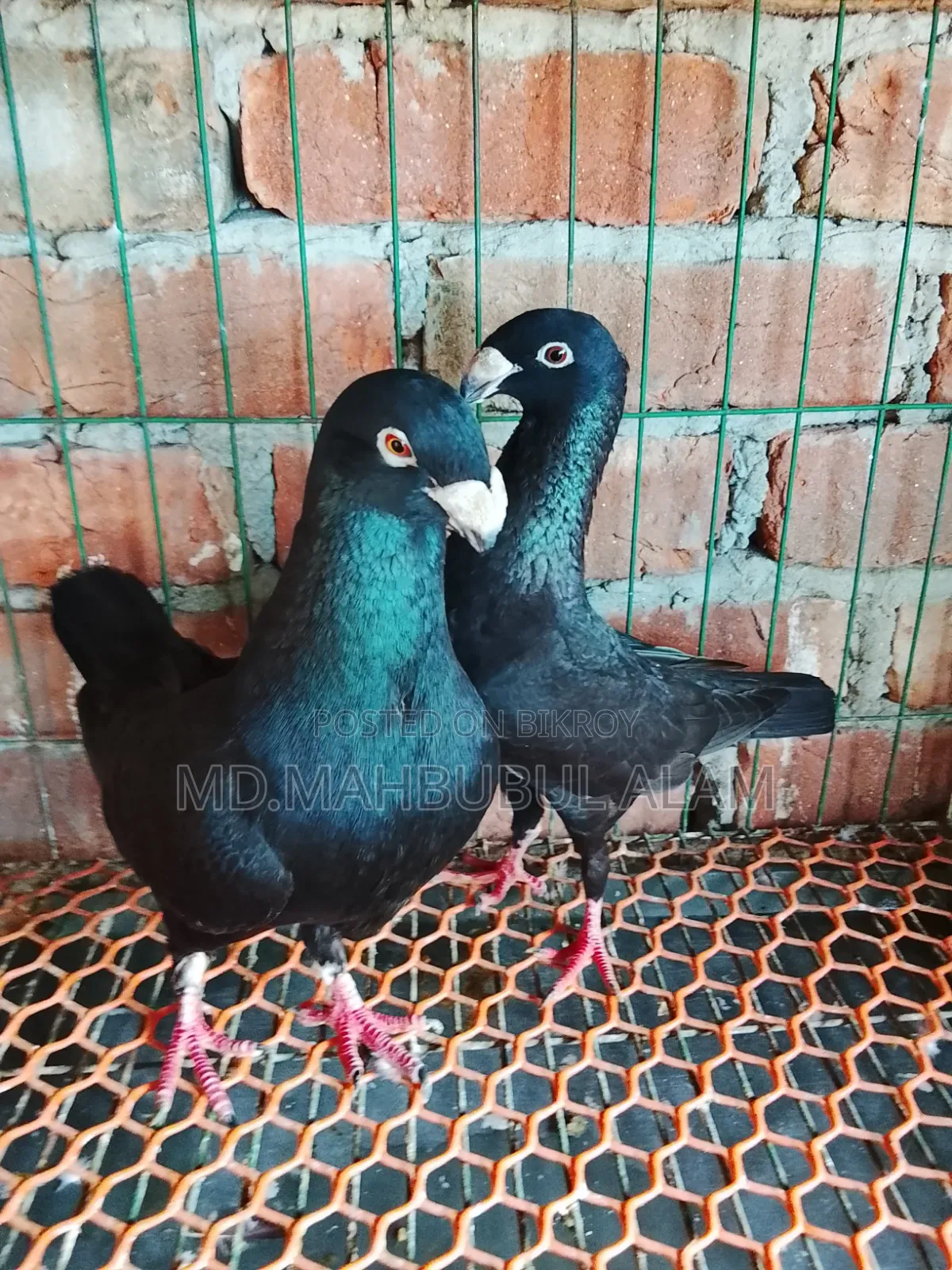 Homer Pigeon