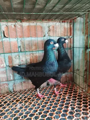Homer Pigeon