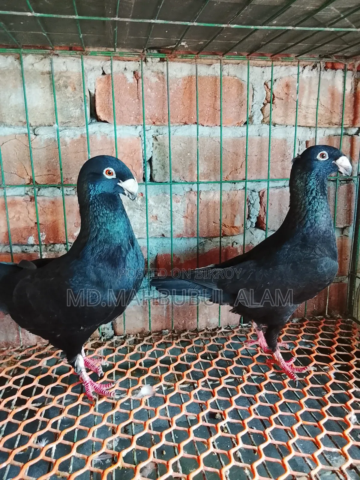 Homer Pigeon