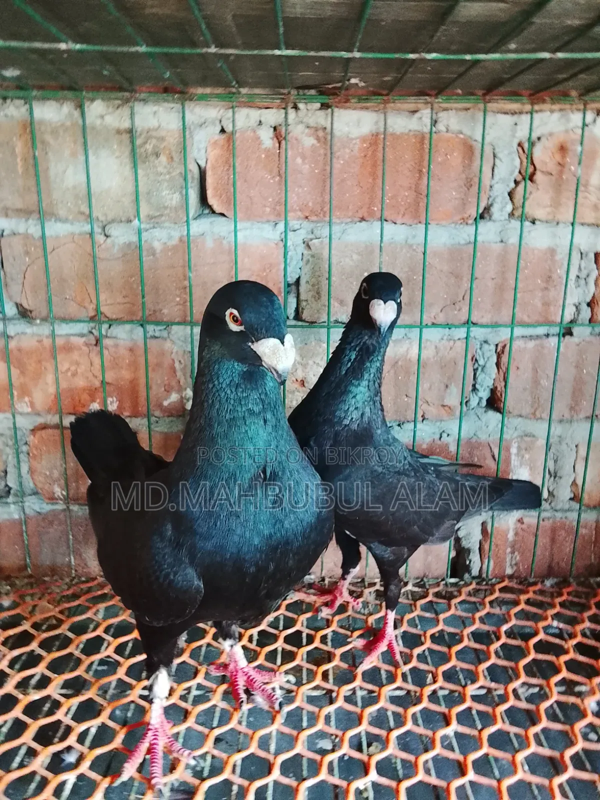 Homer Pigeon