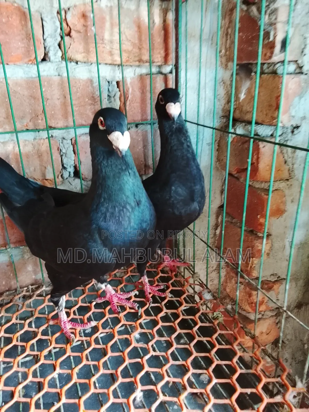 Homer Pigeon