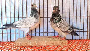 কবুতর বিক্রি করা হবে।