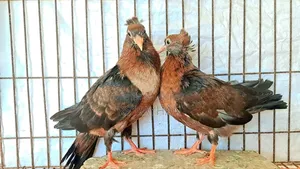 কবুতর বিক্রি করা হবে।