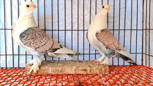 কবুতর বিক্রি করা হবে।
