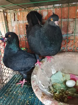 King Pigeon, 100% fresh, has laid eggs 3/4 times.