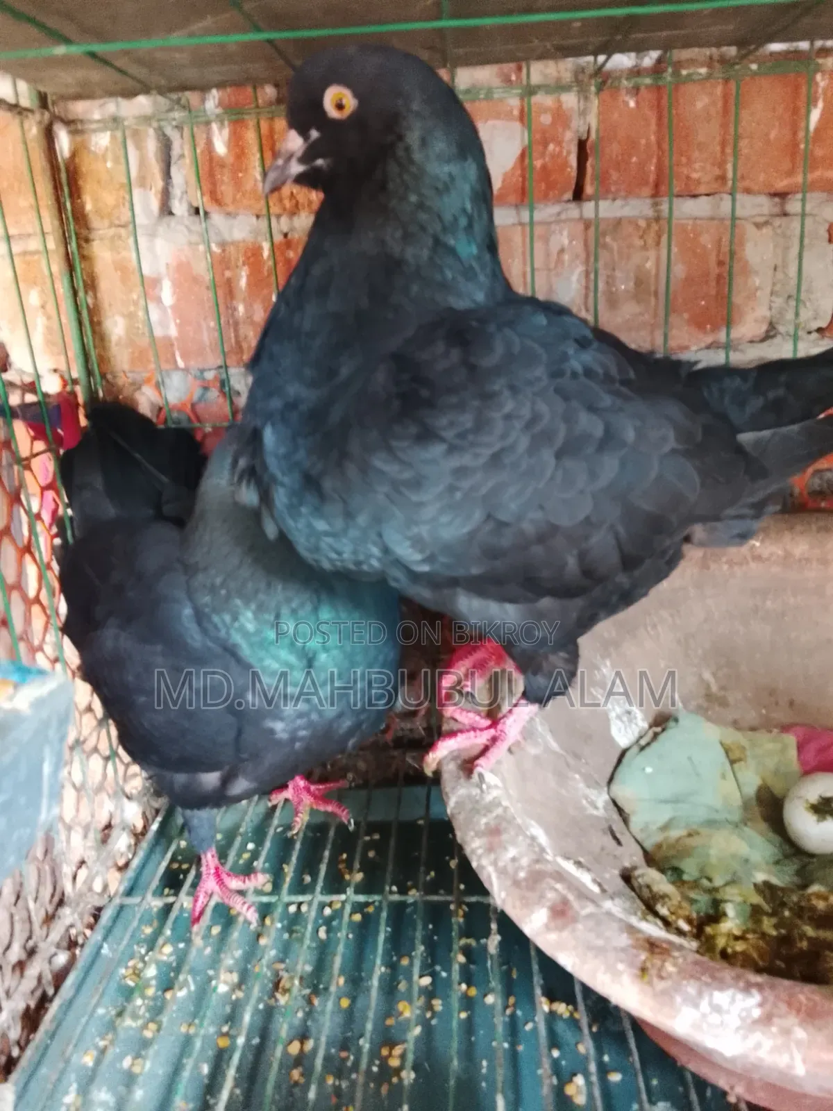 King Pigeon, 100% fresh, has laid eggs 3/4 times.