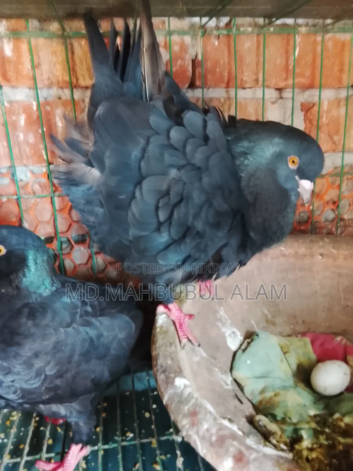 King Pigeon, 100% fresh, has laid eggs 3/4 times.