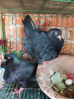 King Pigeon, 100% fresh, has laid eggs 3/4 times.