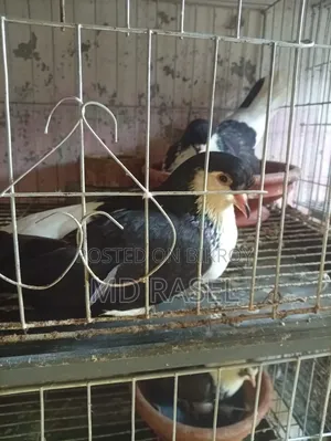 Siraji pigeon for sale