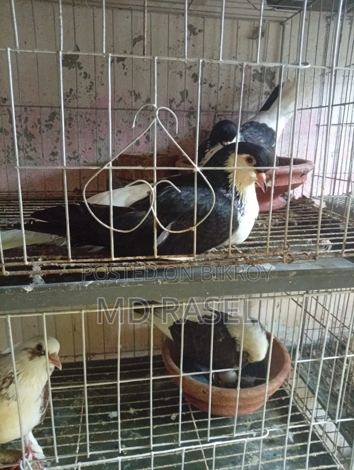 Siraji pigeon for sale