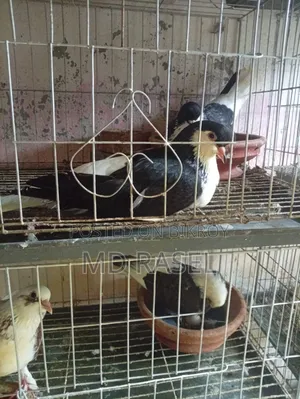 Siraji pigeon for sale