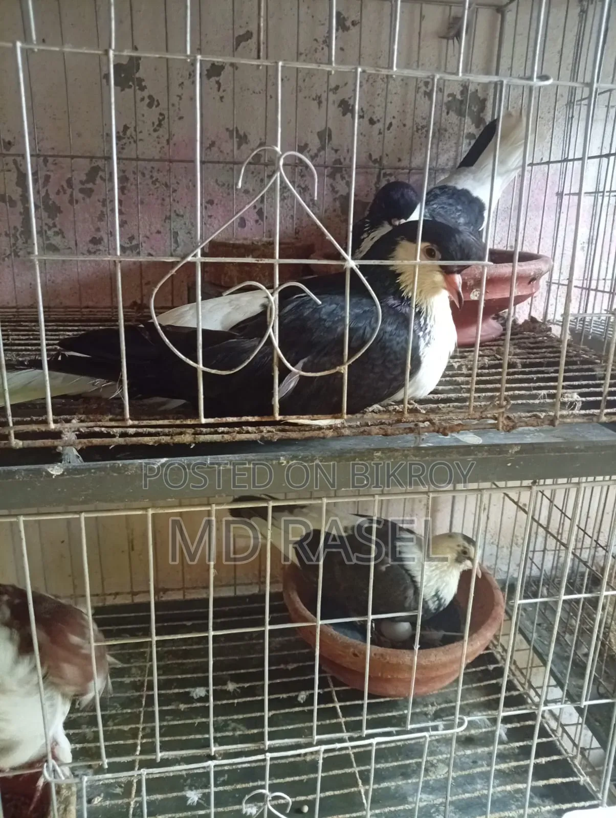 Siraji pigeon for sale