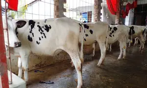 ১৩৬১ নং ৫ টি বকনা বাছুর বিক্রয় হবে।