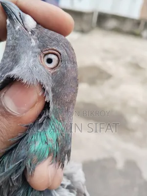 Giribaj Pigeon