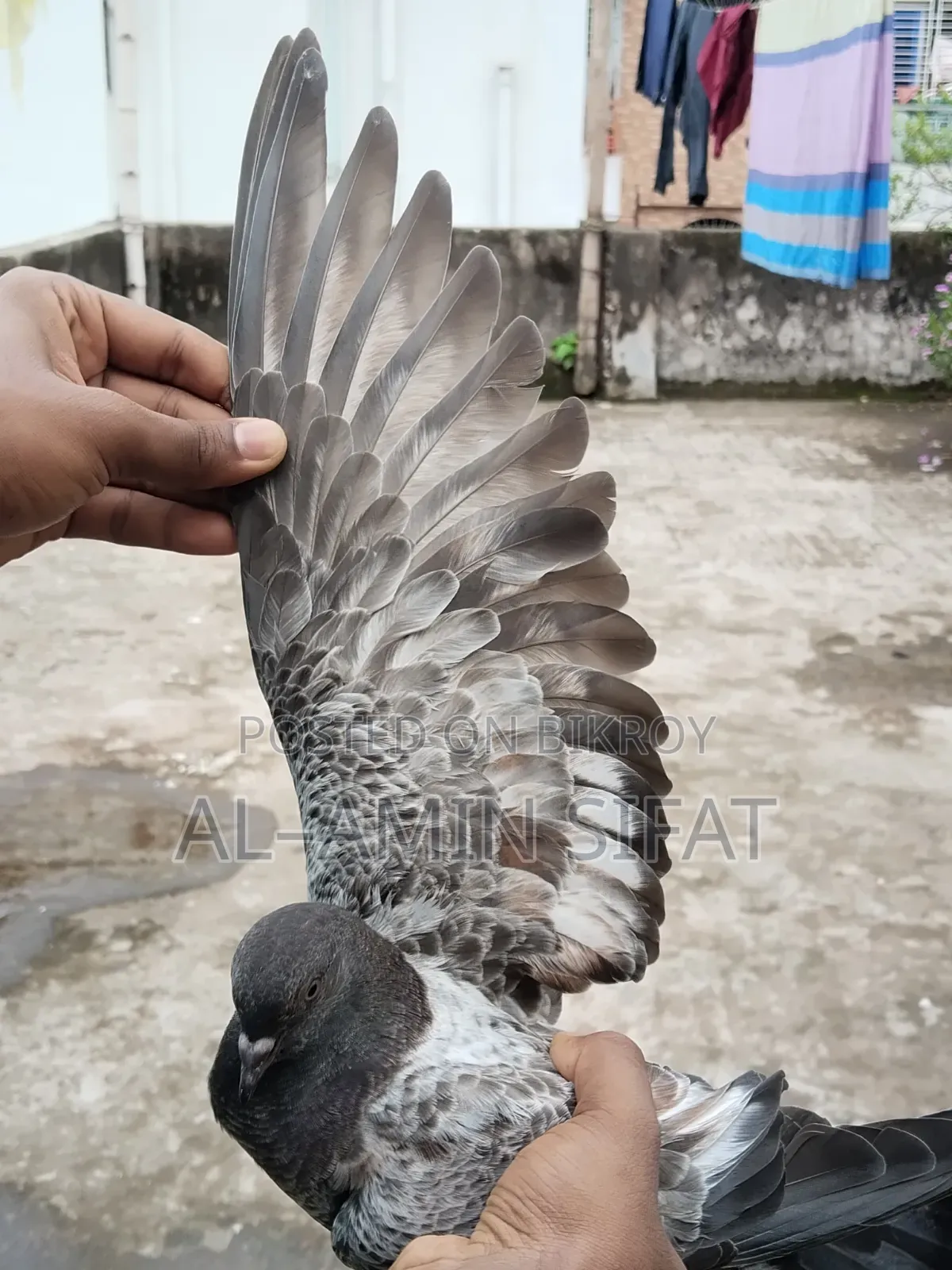 Giribaj Pigeon