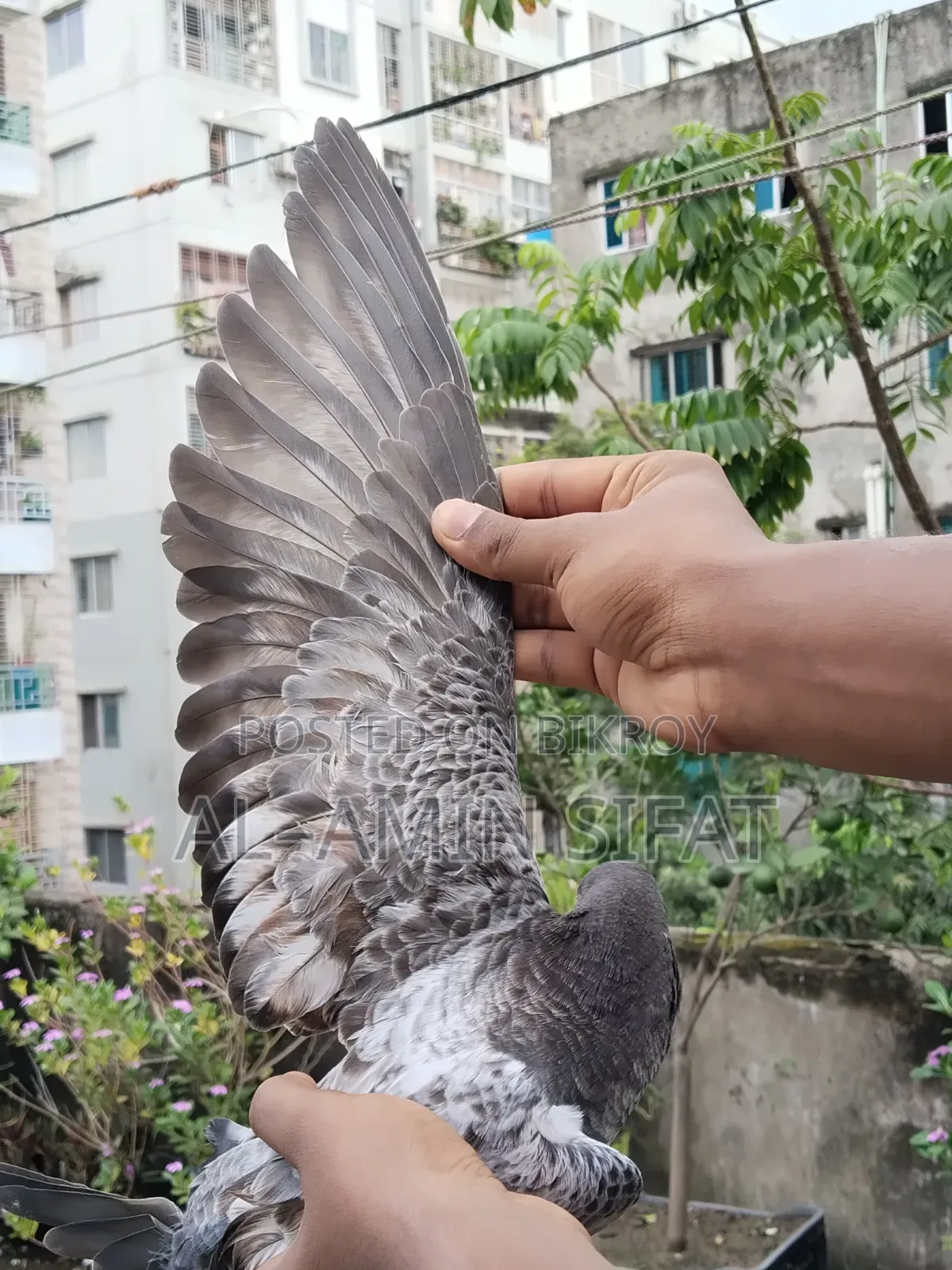 Giribaj Pigeon