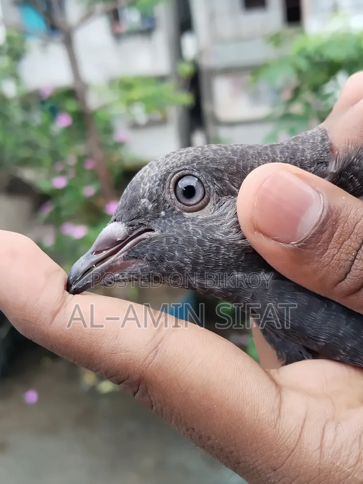 Giribaj Pigeon