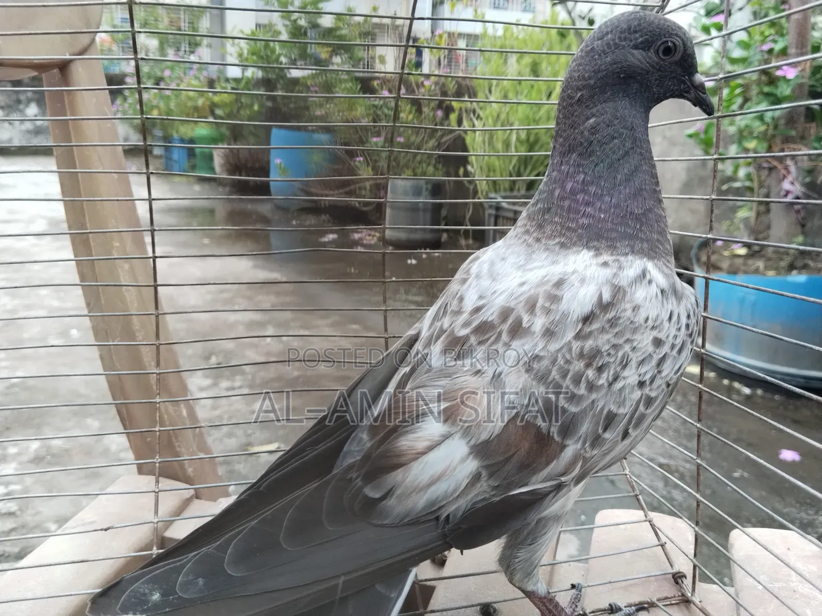 Giribaj Pigeon