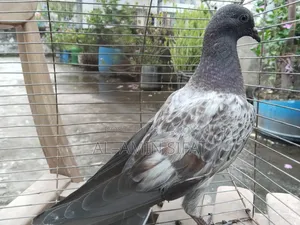Giribaj Pigeon