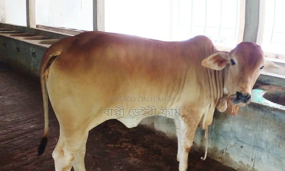 ১৩৬২নং উন্নত জাতের বকনা ।