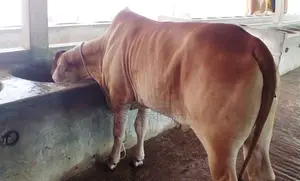 ১৩৬২নং উন্নত জাতের বকনা ।