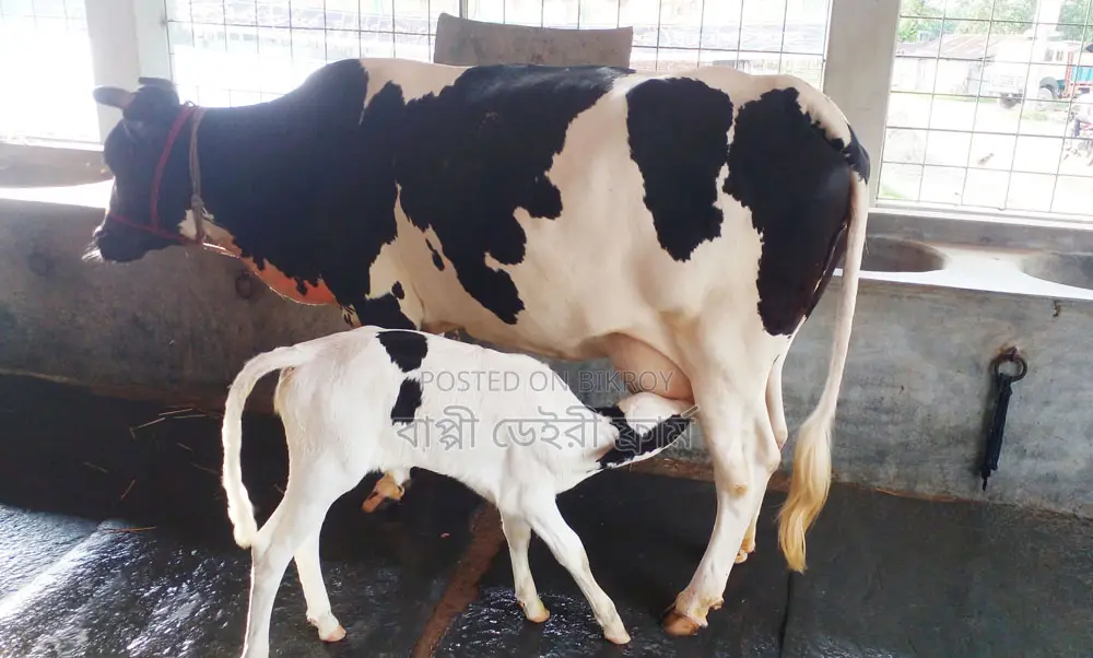১৩৬৩ ফ্রিজিয়ান জাতের গাভী বিক্রয় হবে ।