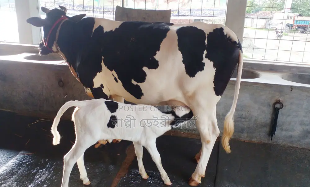 ১৩৬৩ ফ্রিজিয়ান জাতের গাভী বিক্রয় হবে ।