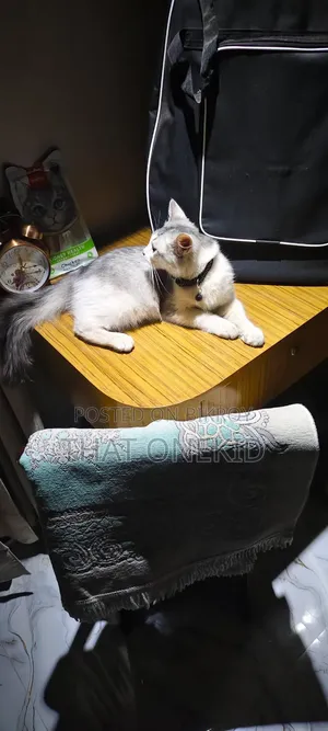 3-6 months Male Mixed Breed Maine Coon