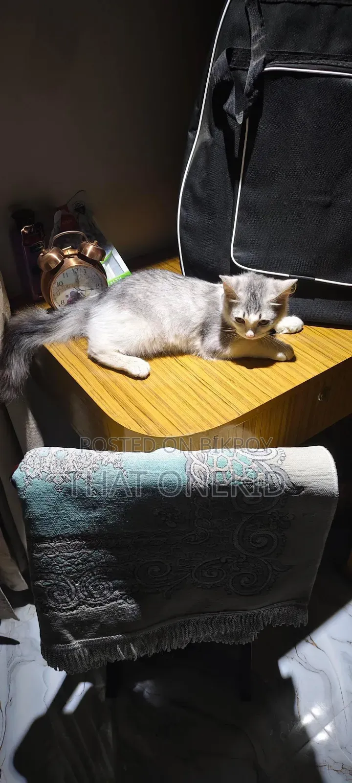 3-6 months Male Mixed Breed Maine Coon